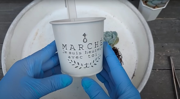 百均で買った多肉を半年放置していたら