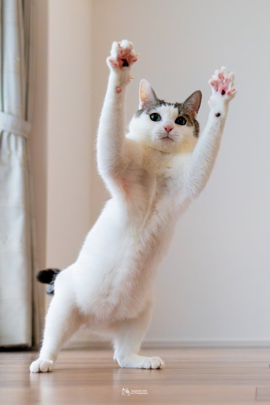 猫のおもしろポーズ