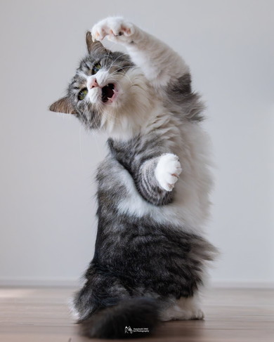 猫のおもしろポーズ