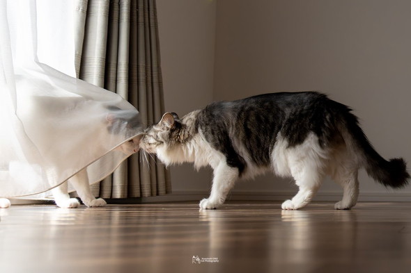 カーテンと猫