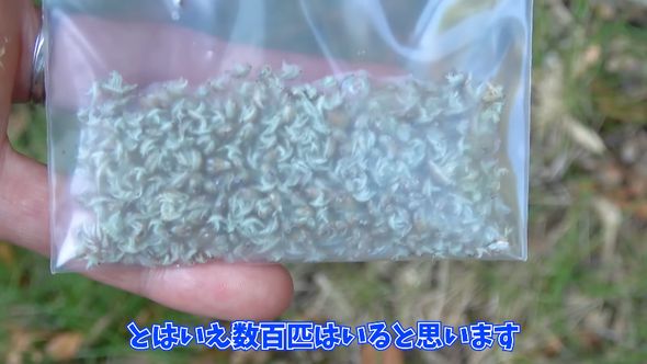 捕獲した数百匹のヒメスナホリムシ