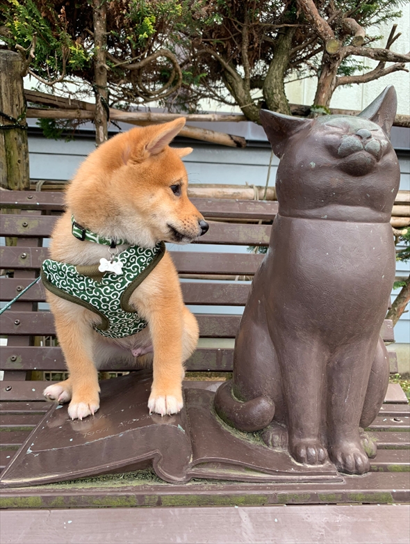 小さいころの柴犬
