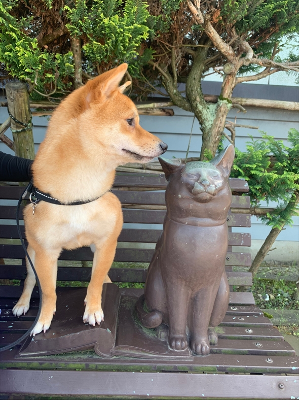 大きくなった柴犬
