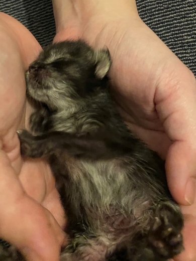 赤ちゃんのニャンコ