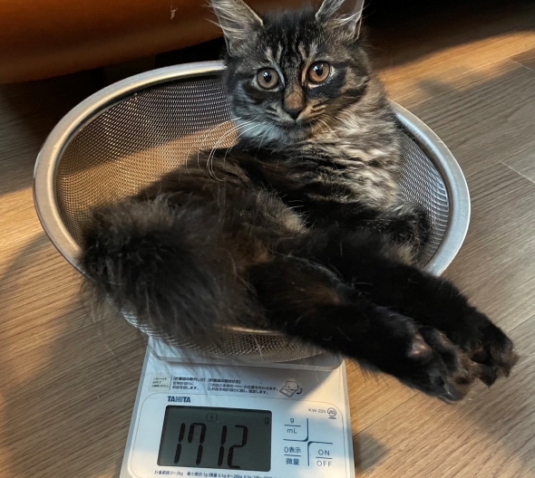 生後4カ月のニャンコ