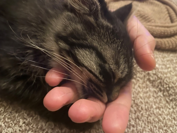 指を吸うニャンコ