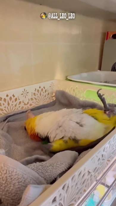 背中這いをするインコ