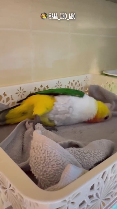 背中這いをするインコ