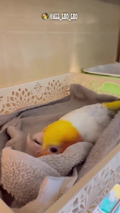 背中這いをするインコ
