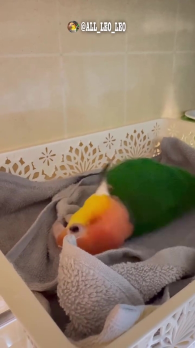 背中這いをするインコ