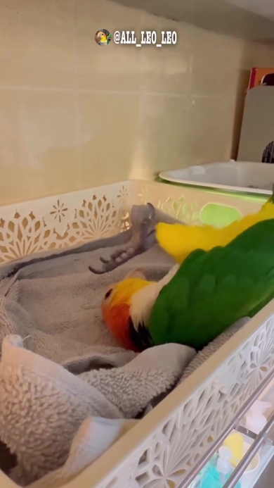 背中這いをするインコ