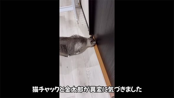 猫チャックと