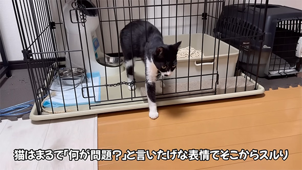 猫はまるで