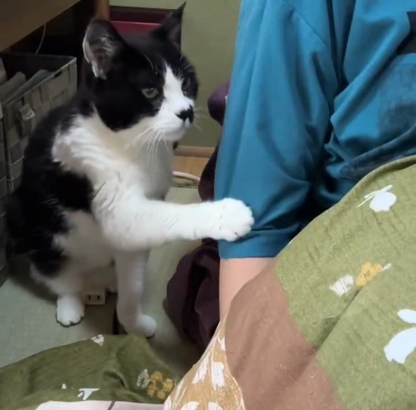 膝に乗りたい猫ちゃん
