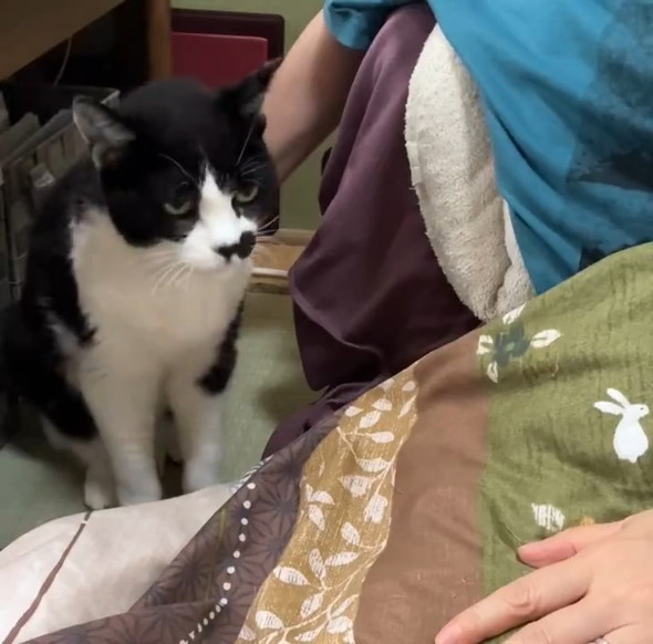 膝に乗りたい猫ちゃん