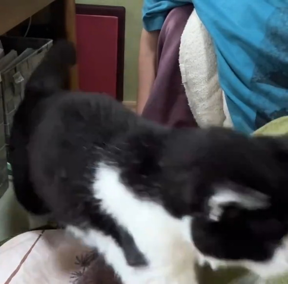 膝に乗っている猫ちゃん