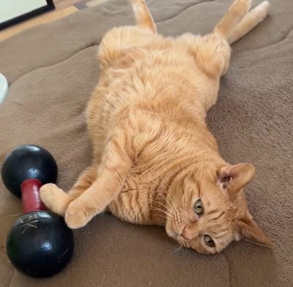 へそ天でくつろぐ猫ちゃん