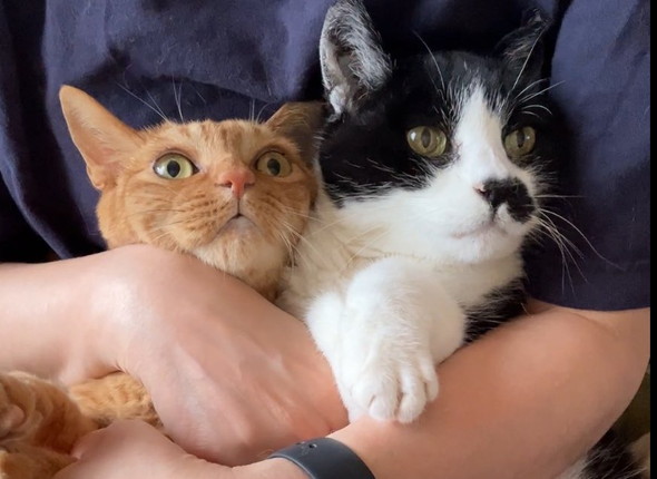 抱きしめられている猫ちゃんたち