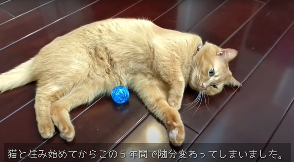 保護猫ちゃんと暮らし始めて5年後のマイホーム