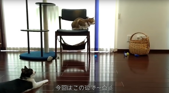 保護猫ちゃんと暮らし始めて5年後のマイホーム