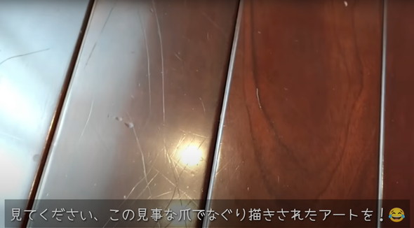 保護猫ちゃんと暮らし始めて5年後のマイホーム