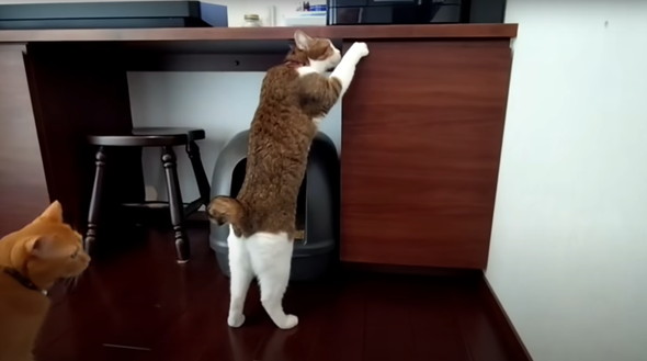 保護猫ちゃんと暮らし始めて5年後のマイホーム