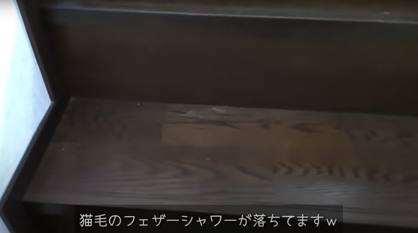 保護猫ちゃんと暮らし始めて5年後のマイホーム