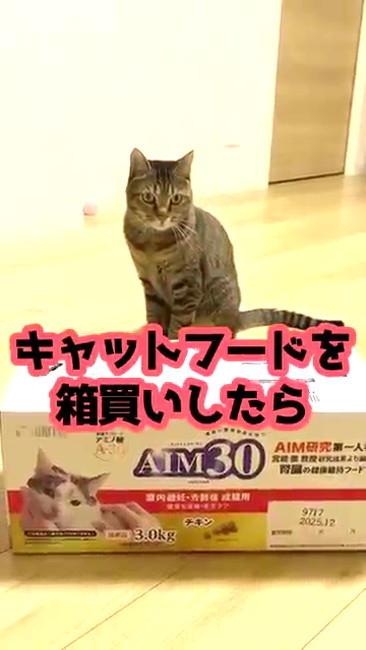 開封前の箱と猫ちゃん