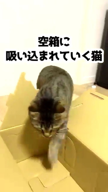 空き箱と猫ちゃん