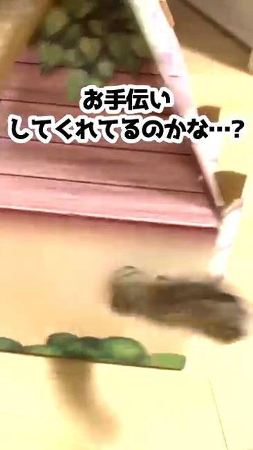 手伝う猫ちゃん