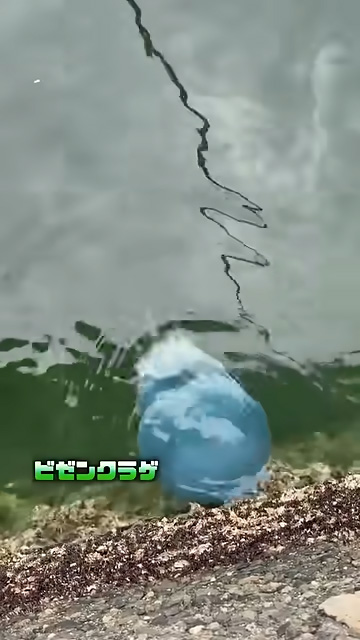 ビゼンクラゲ