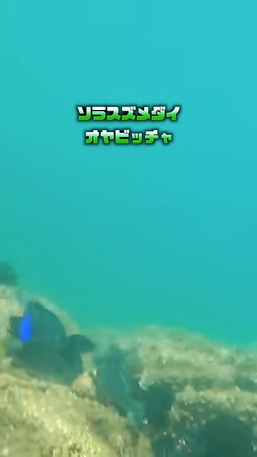 ソラスズメダイオヤビッチャ