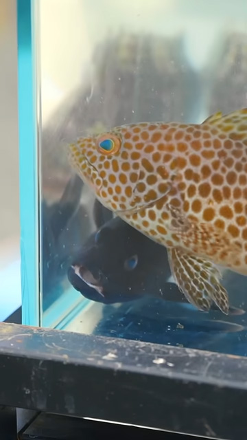 水槽の中の2匹の魚アップ