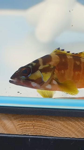 水槽の中の魚アップ