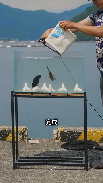 水槽に魚を入れる