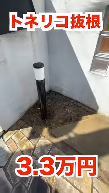 キレイになったトネリコ抜根