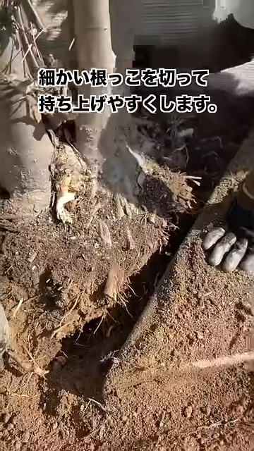 細かい根っこを