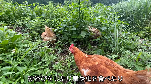 砂浴びをしたり