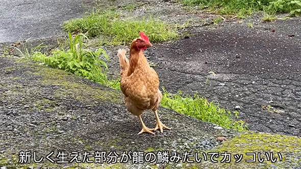 新しく生えた部分が