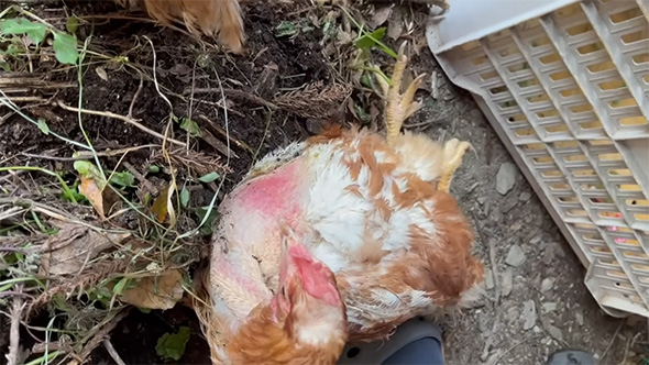 地面に横たわる庭