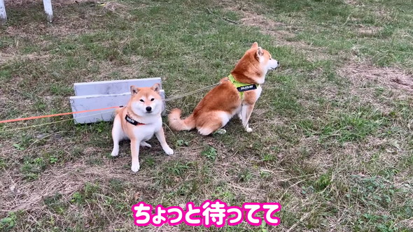 待ち状態の柴ワンコたち