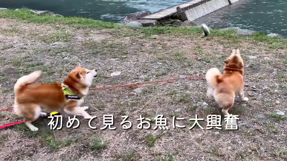 初めての魚に興奮する柴ワンコたち