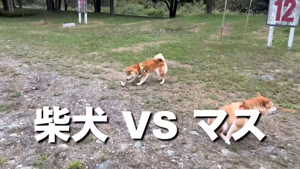 マスと戦う柴ワンコ