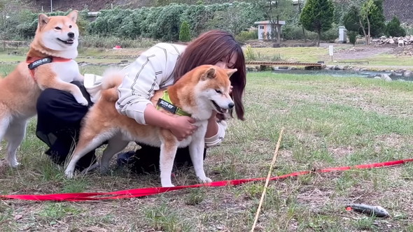 興奮する柴ワンコを落ち着かせるママ
