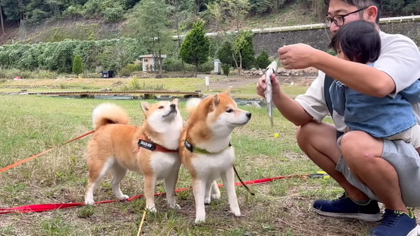 魚に大興奮の柴ワンコたち