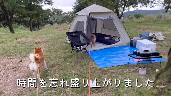 キャンプを楽しむ柴ワンコたち