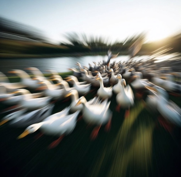 みにくいアヒルの子