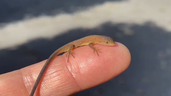 だんだんまぶたが閉じてきた