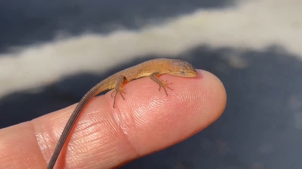 やっぱりウトウト