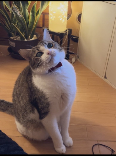 細い猫ちゃんの写真